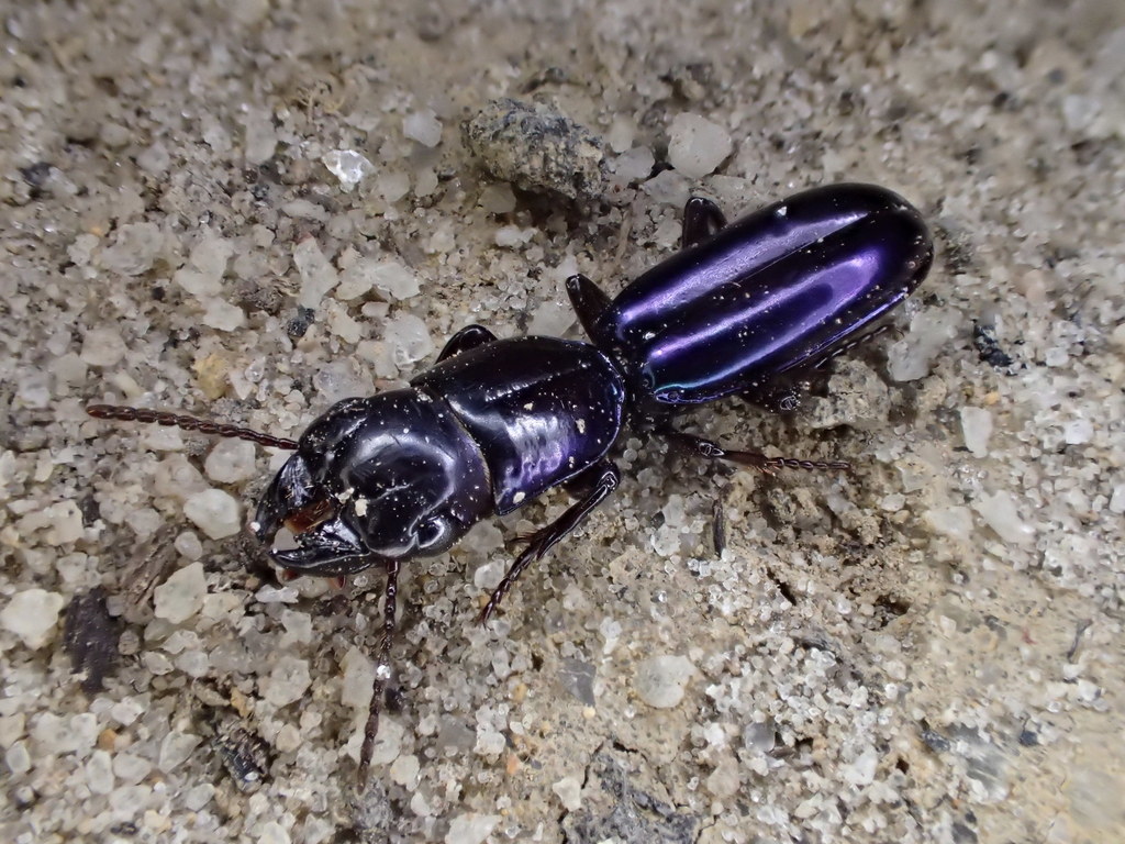 Carenum violaceum