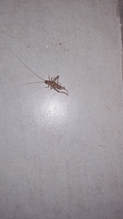 Gryllodes sigillatus