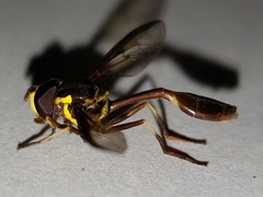 Salpingogaster punctifrons