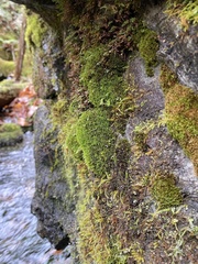 Amphidium lapponicum