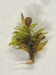 Amphidium lapponicum