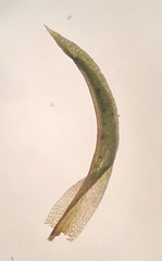Amphidium lapponicum