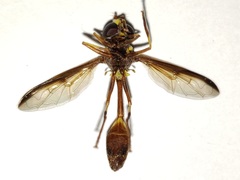 Salpingogaster punctifrons