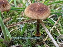 Conocybe filaris