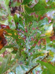 Polystepha pustuloides