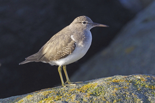 Spotted Sandpiper, photo 8 of 8