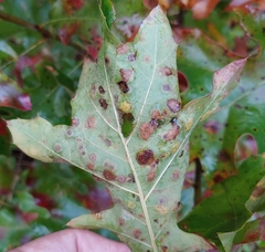 Polystepha pustuloides