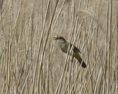 Acrocephalus orientalis