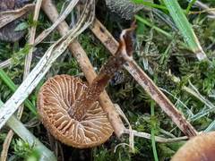 Conocybe filaris