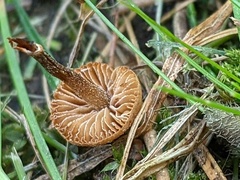 Conocybe filaris