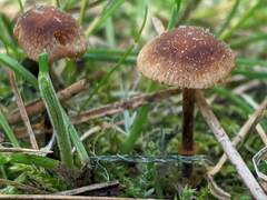 Conocybe filaris