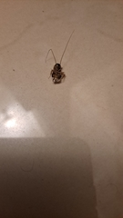 Ectobiidae