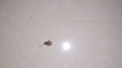 Ectobiidae