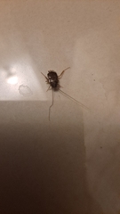 Ectobiidae