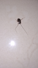 Ectobiidae