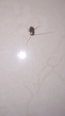 Ectobiidae