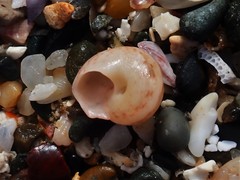 Notogibbula bicarinata