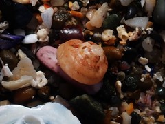 Notogibbula bicarinata