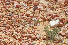 Hymenopappus filifolius nanus