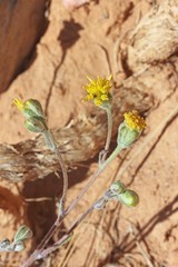 Hymenopappus filifolius nanus