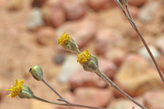 Hymenopappus filifolius nanus