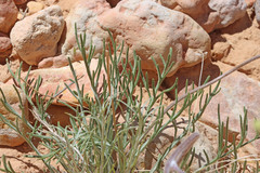 Hymenopappus filifolius nanus