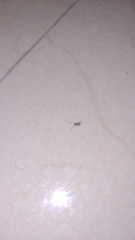 Insecta