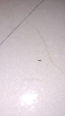 Insecta