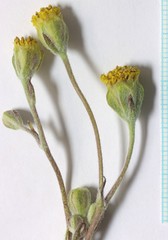 Hymenopappus filifolius nanus