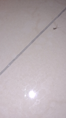 Insecta