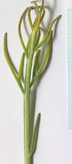 Hymenopappus filifolius nanus