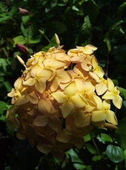 Ixora coccinea coccinea