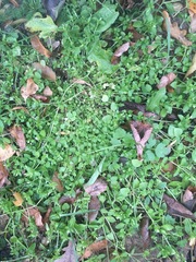 Stellaria media