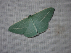 Chlorocoma stereota
