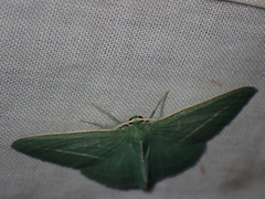 Chlorocoma stereota