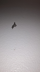 Lepidoptera