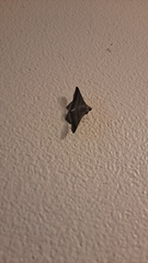 Lepidoptera