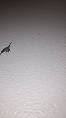 Lepidoptera