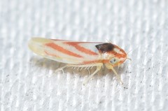 Erythridula noeva