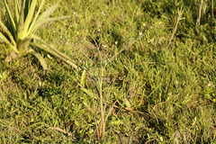 Ranunculus apiifolius