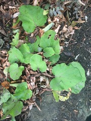 Tussilago farfara