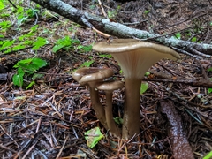 Ampulloclitocybe avellaneialba