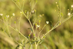 Ranunculus apiifolius