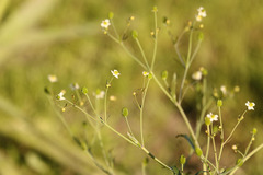 Ranunculus apiifolius