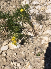 Oenothera berlandieri