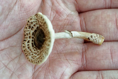 Lepiota brunneoincarnata