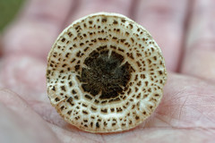 Lepiota brunneoincarnata
