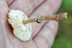 Lepiota brunneoincarnata