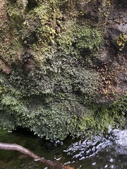 Jubula pennsylvanica