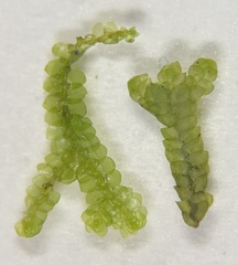 Jubula pennsylvanica